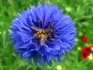 Bee on Cornflour