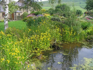 A Wildlife Friendly Pond